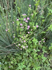 Trifolium resupinatum