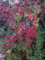 Crataegus chrysocarpa
