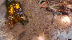 Punctularia atropurpurascens