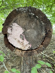 Punctularia atropurpurascens