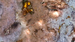 Punctularia atropurpurascens