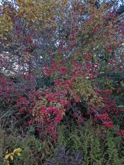 Crataegus chrysocarpa