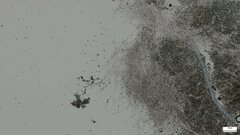 Punctularia atropurpurascens