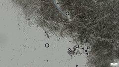 Punctularia atropurpurascens