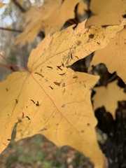 Vasates aceriscrumena