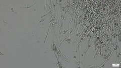 Punctularia atropurpurascens