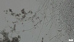 Punctularia atropurpurascens