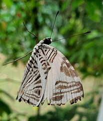 Colobura dirce dirce