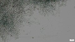 Punctularia atropurpurascens