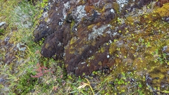Andreaea nivalis