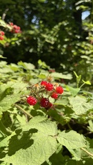 Rubus phoenicolasius