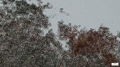 Punctularia atropurpurascens