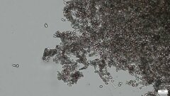 Punctularia atropurpurascens