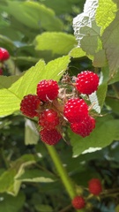 Rubus phoenicolasius