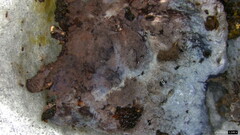 Punctularia atropurpurascens