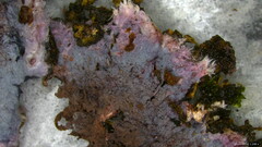 Punctularia atropurpurascens