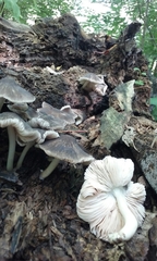 Pluteus septocystidiatus