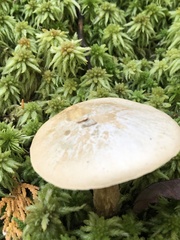 Leccinum holopus