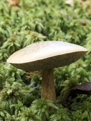 Leccinum holopus