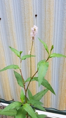 Persicaria bicornis