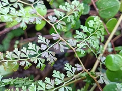 Odontosoria aculeata