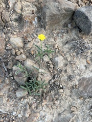 Pulicaria paludosa