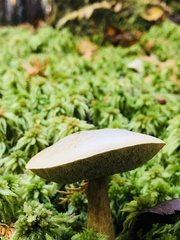 Leccinum holopus