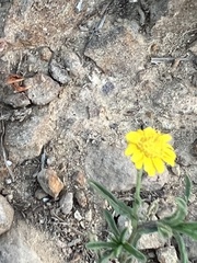Pulicaria paludosa
