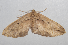 Austrocidaria gobiata