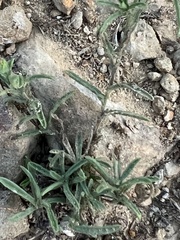 Pulicaria paludosa