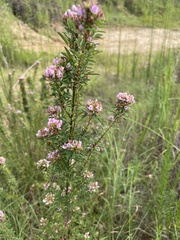 Lespedeza virginica