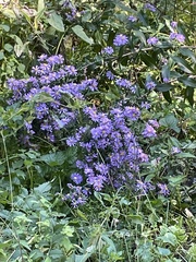 Symphyotrichum laeve