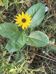 Helianthus silphioides
