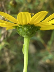 Helianthus silphioides