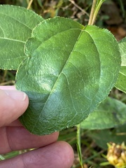 Helianthus silphioides