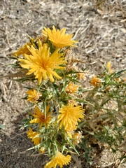 Scolymus hispanicus