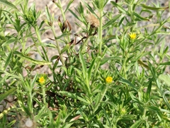 Dittrichia graveolens