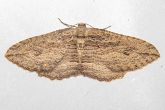 Austrocidaria gobiata