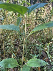 Helianthus silphioides