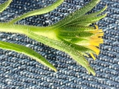 Dittrichia graveolens