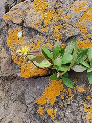 Pilosella officinarum