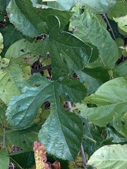 Morus rubra