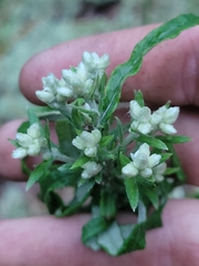 Pseudognaphalium