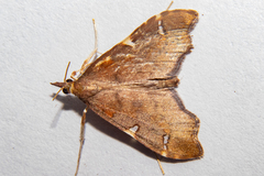 Deana hybreasalis
