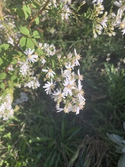Symphyotrichum cordifolium