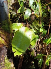 Elaphoglossum crinitum