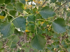 Populus alba