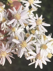 Symphyotrichum cordifolium