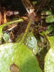 Elaphoglossum crinitum