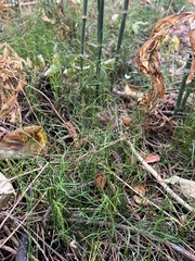 Equisetum scirpoides